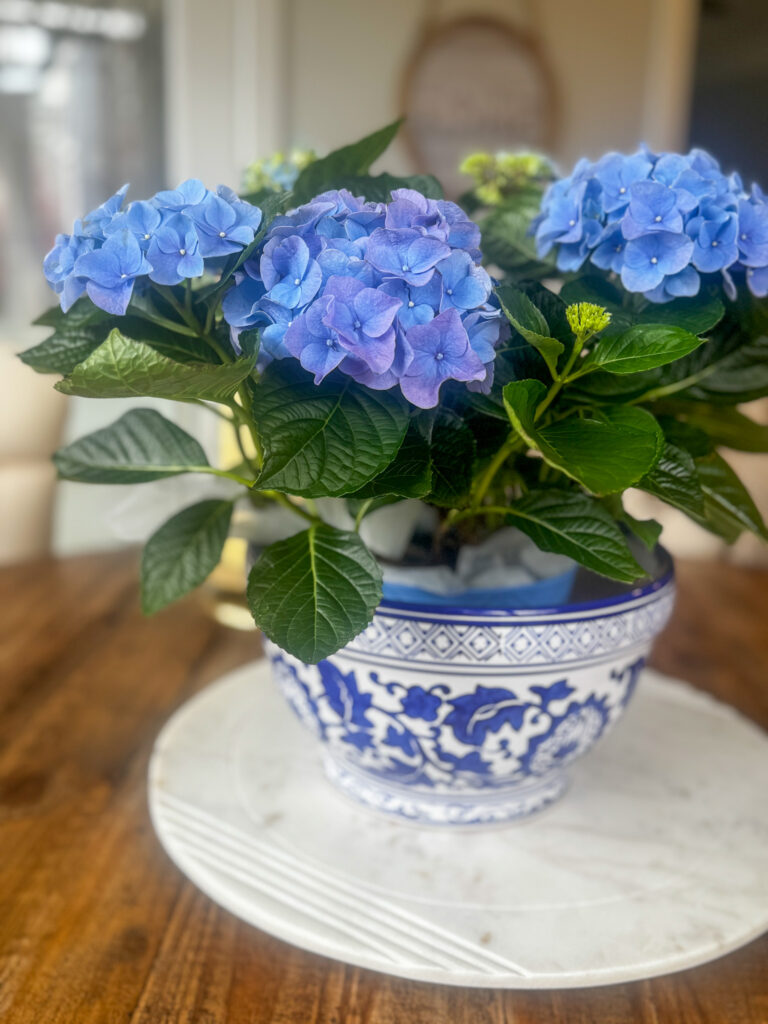 Spring in Paris Hydrangea