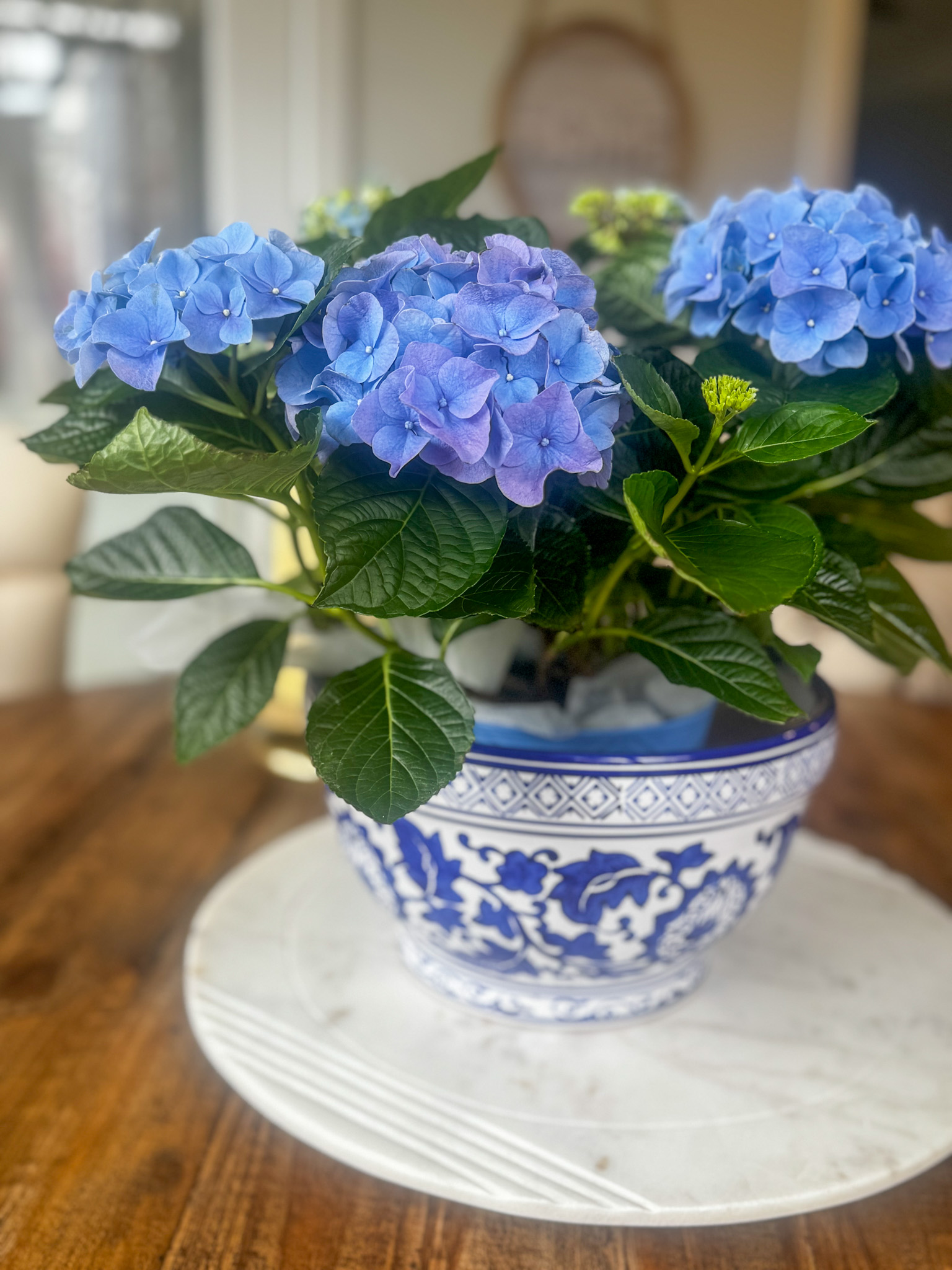 Spring in Paris Hydrangea
